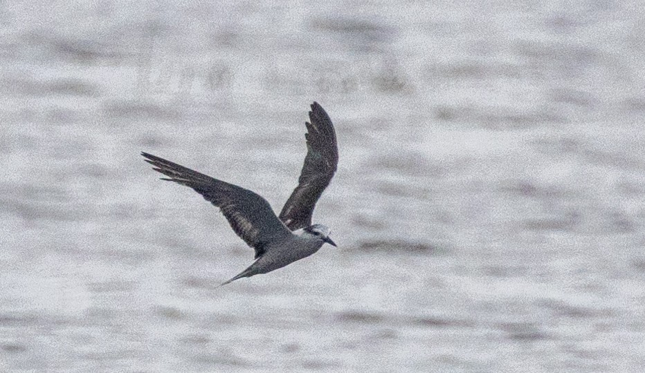 Bridled Tern - ML624788692