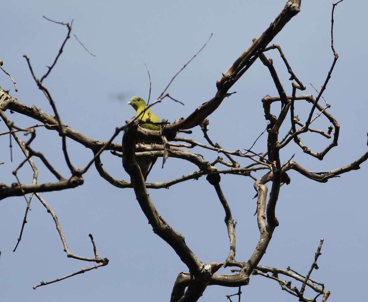 Gray-fronted Green-Pigeon - ML624788707