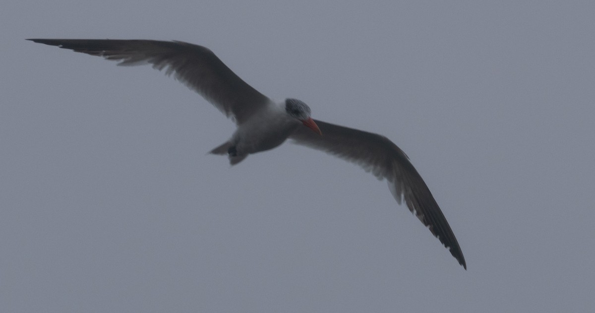 Caspian Tern - ML624788708