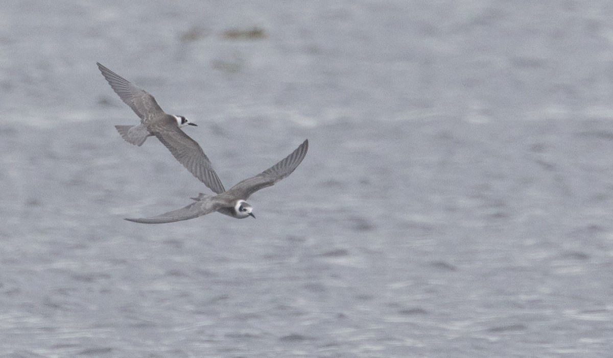 Black Tern - ML624788710