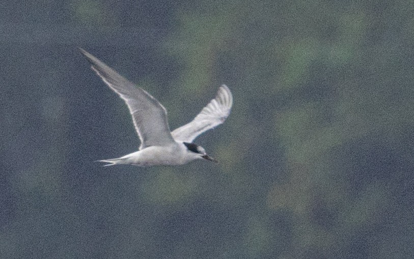 Common Tern - ML624788721