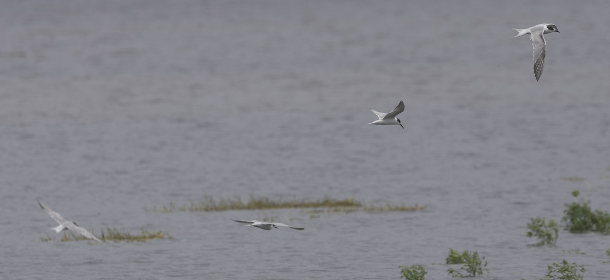 Common Tern - ML624788722
