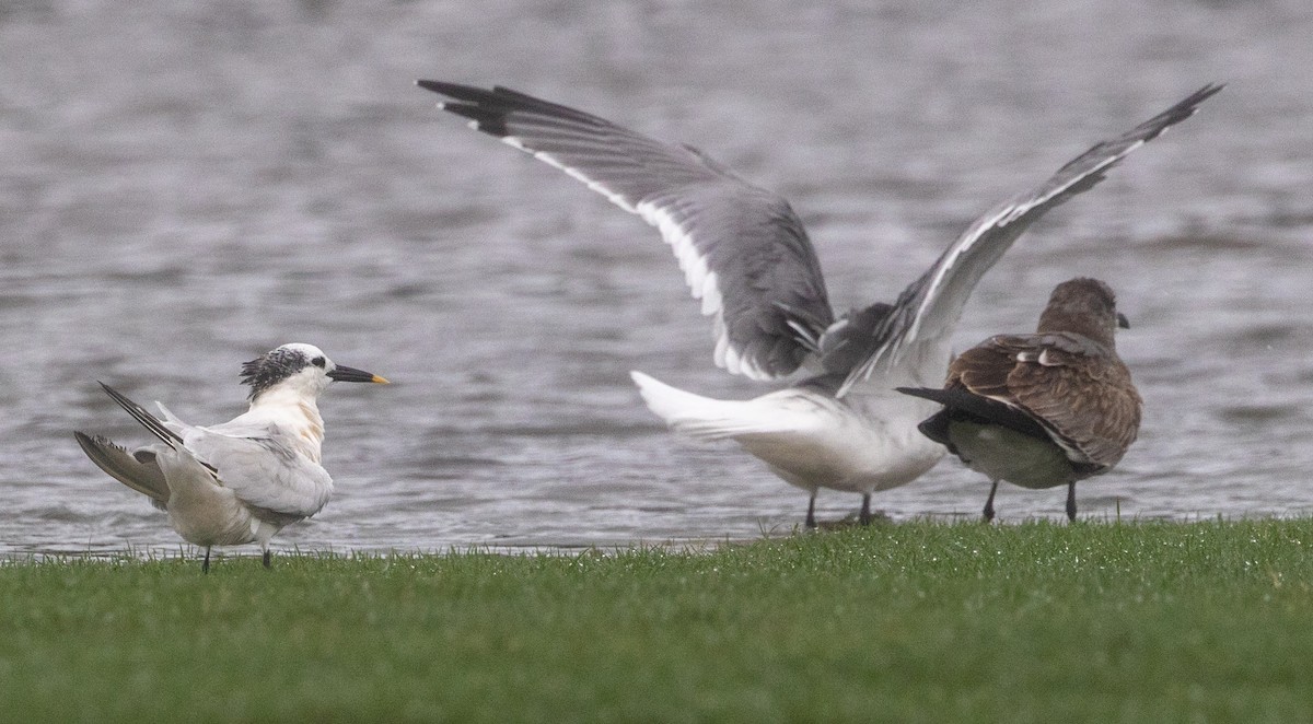 Sandwich Tern - ML624788725