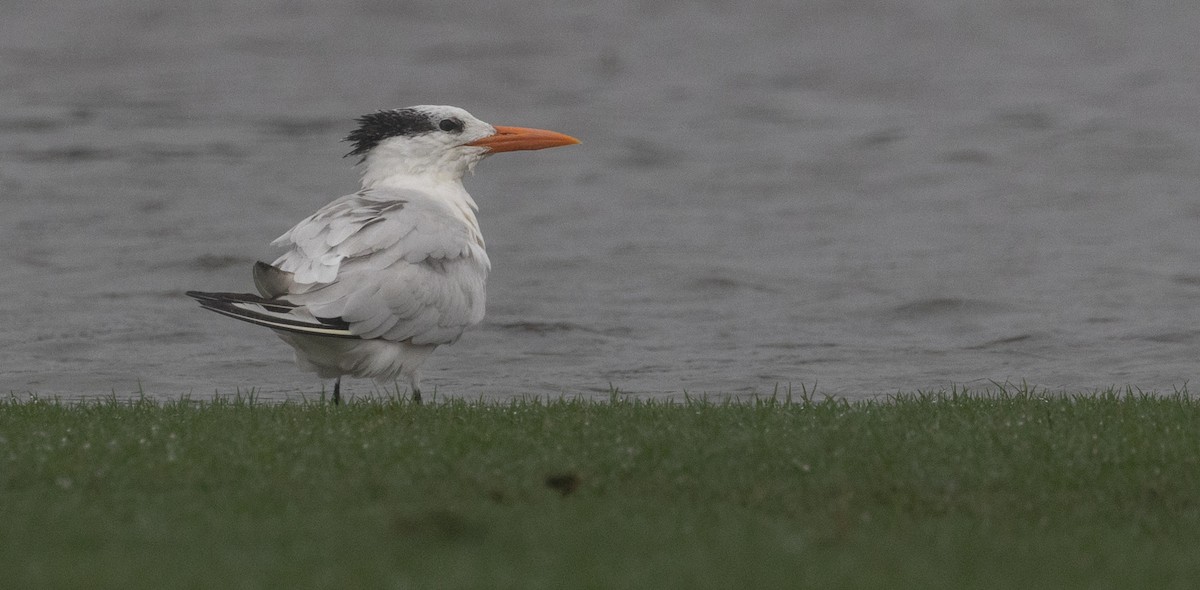 Royal Tern - ML624788730