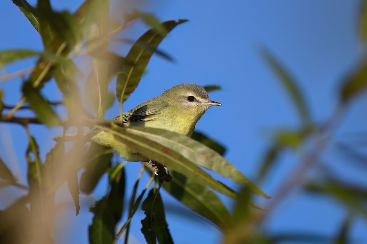 Philadelphia Vireo - ML624788735