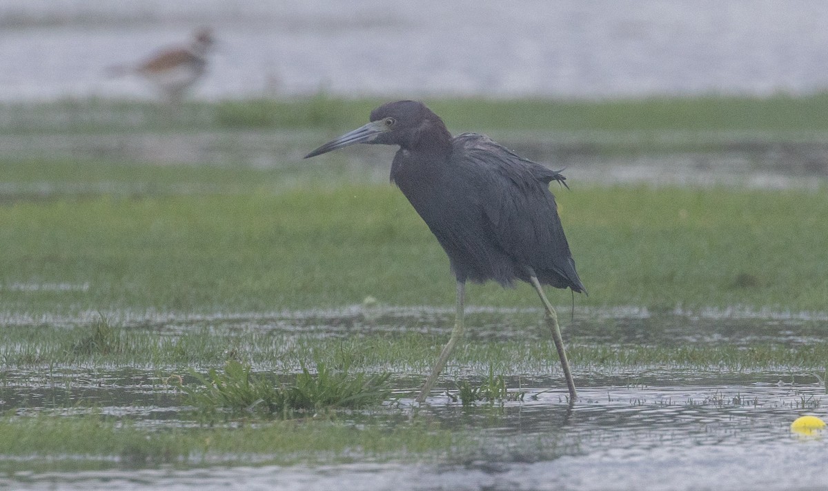 Little Blue Heron - ML624788738