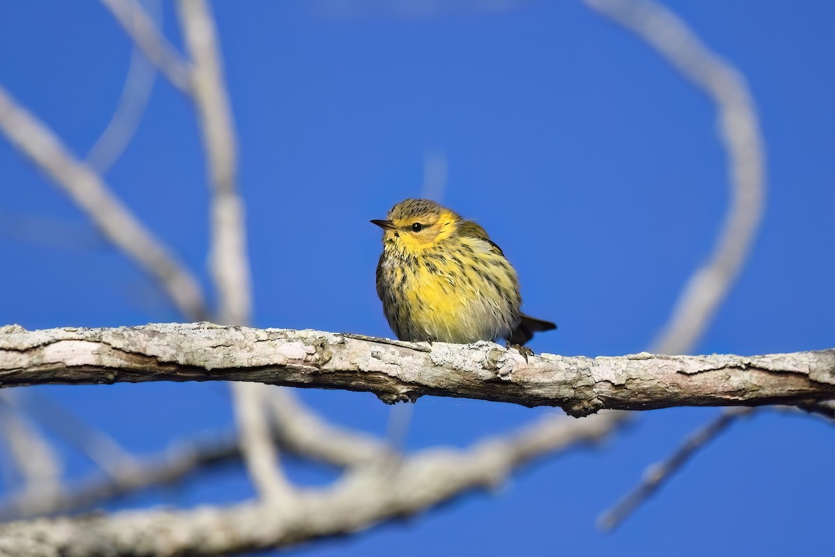 Cape May Warbler - ML624788741