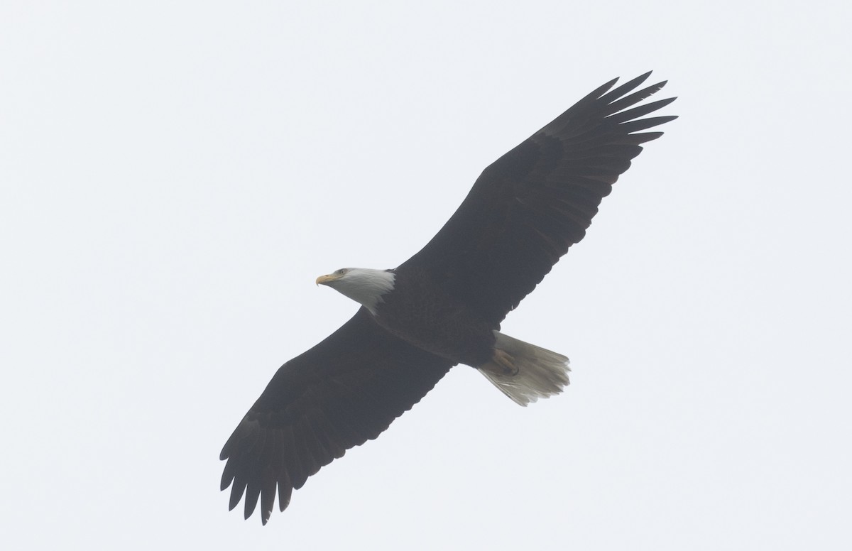 Bald Eagle - ML624788746