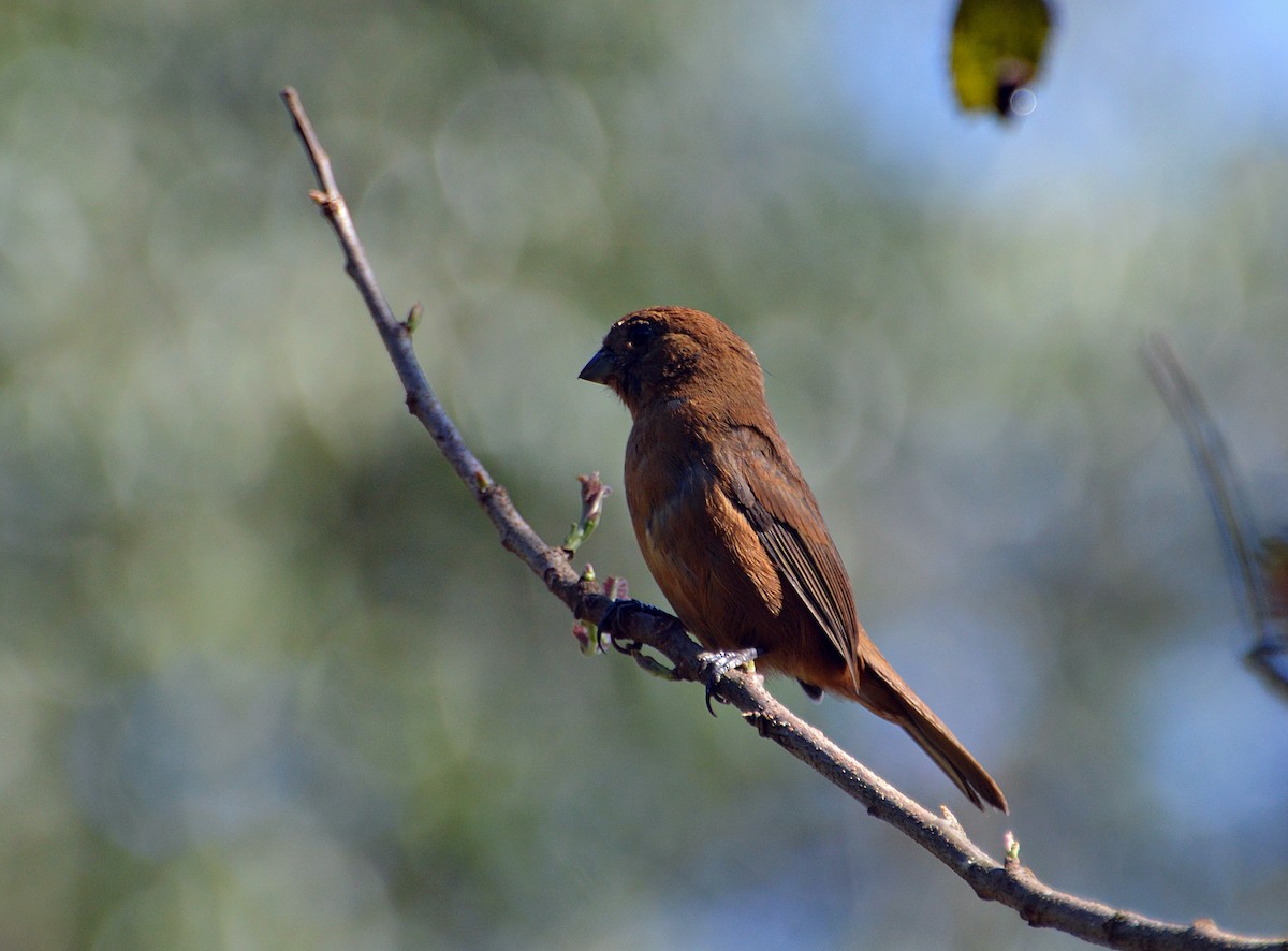Blackish-blue Seedeater - ML624788748