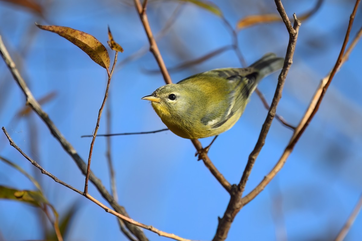 Northern Parula - ML624788750