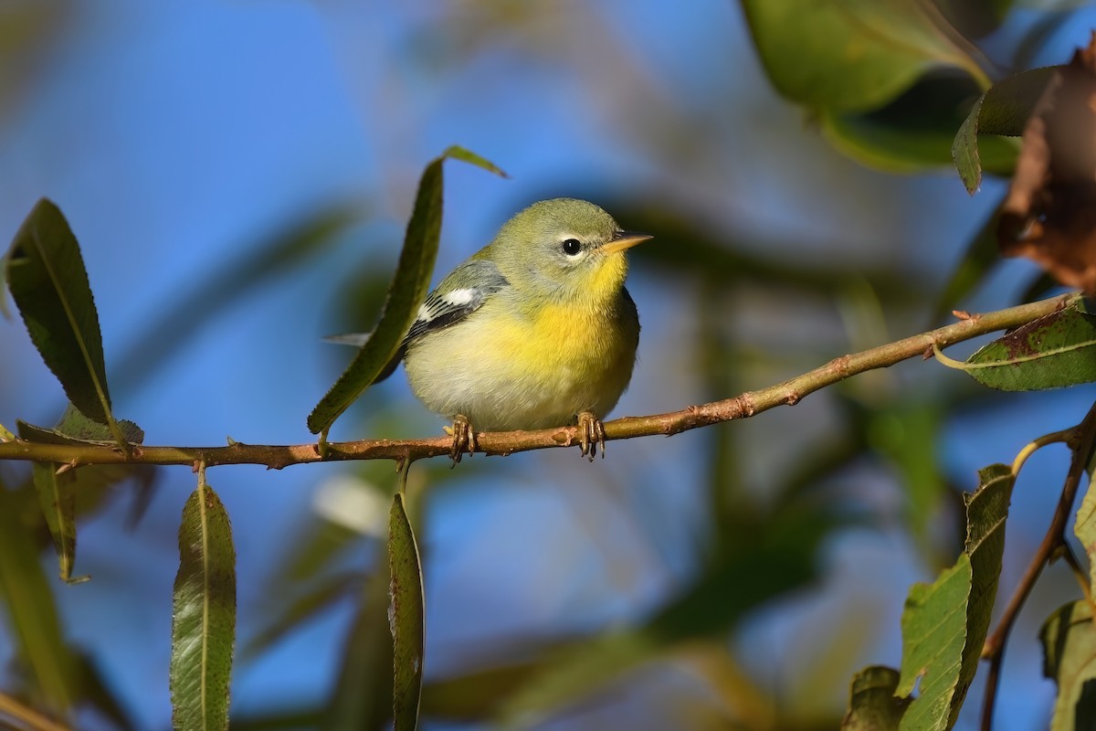 Northern Parula - ML624788751