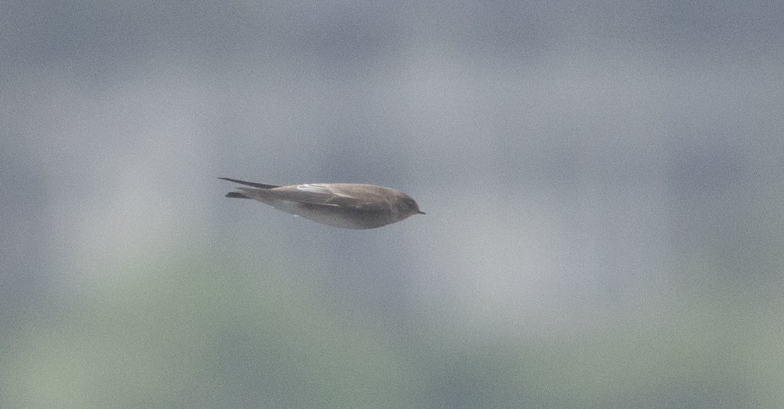 Northern Rough-winged Swallow - ML624788752