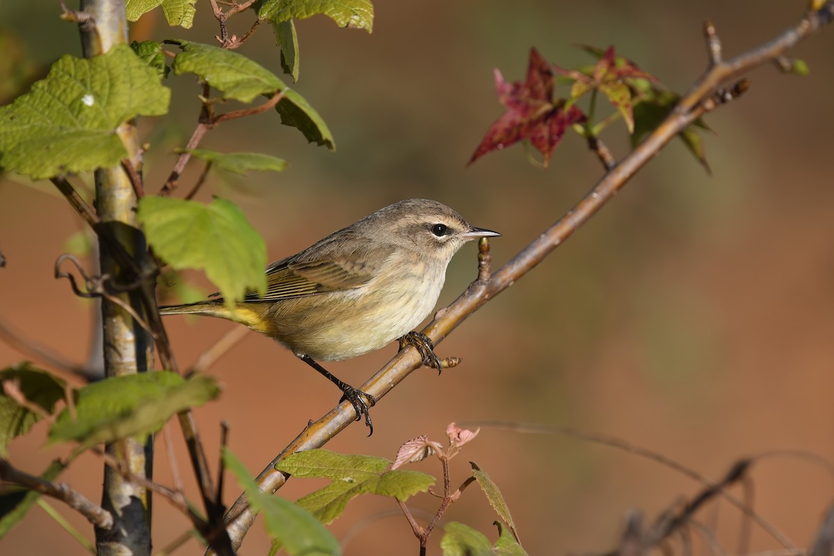 Palm Warbler (Western) - ML624788753