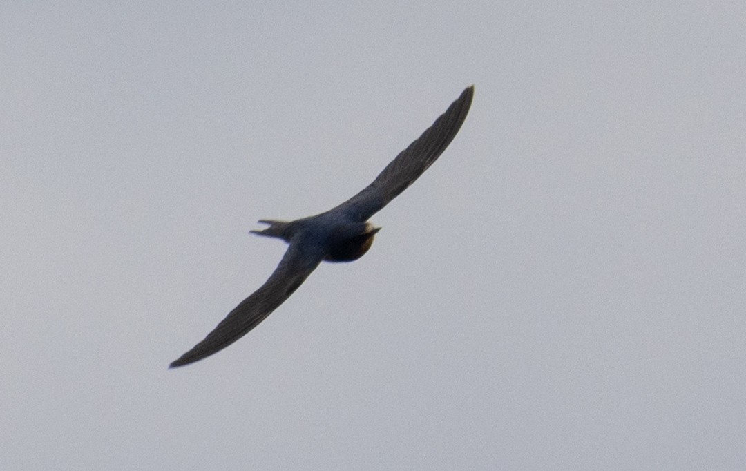 Barn Swallow - ML624788756