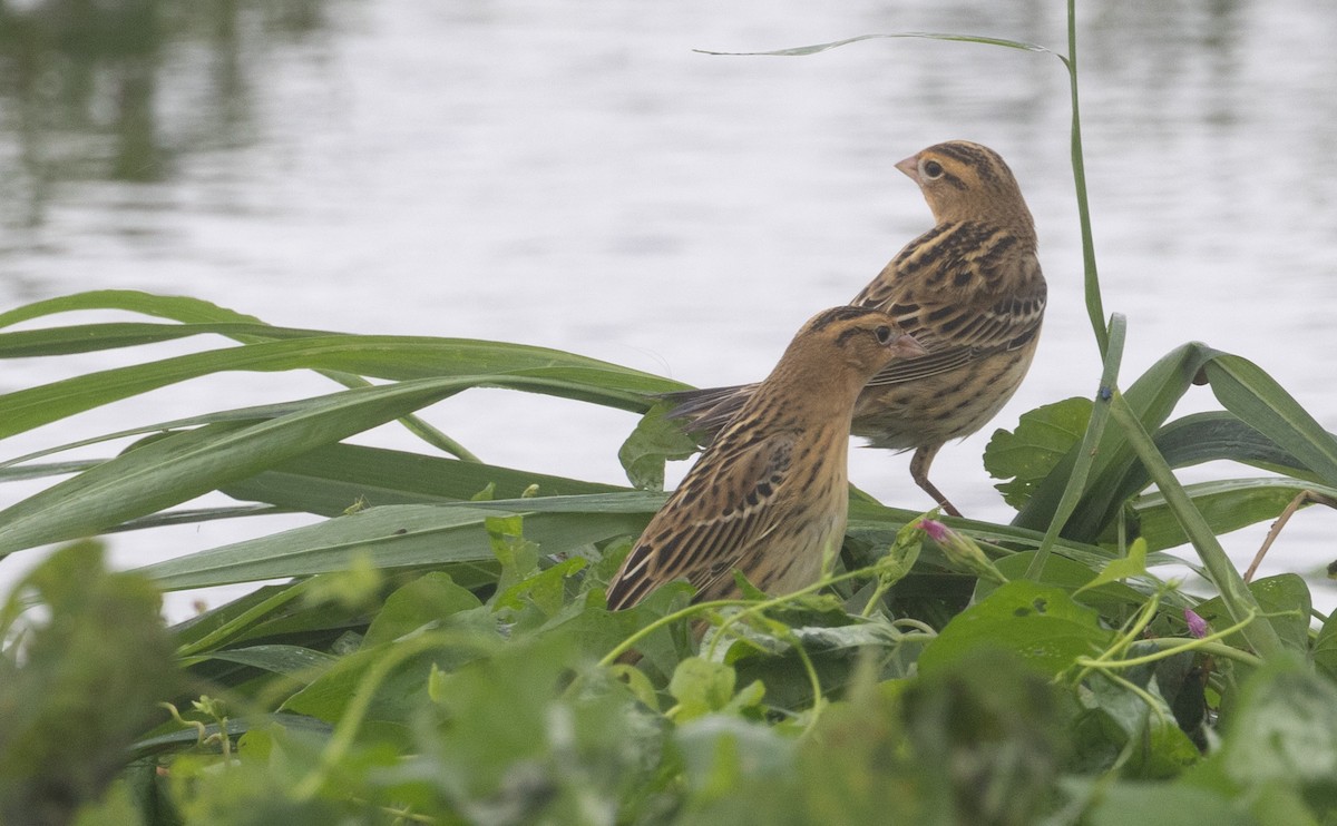 Bobolink - ML624788763