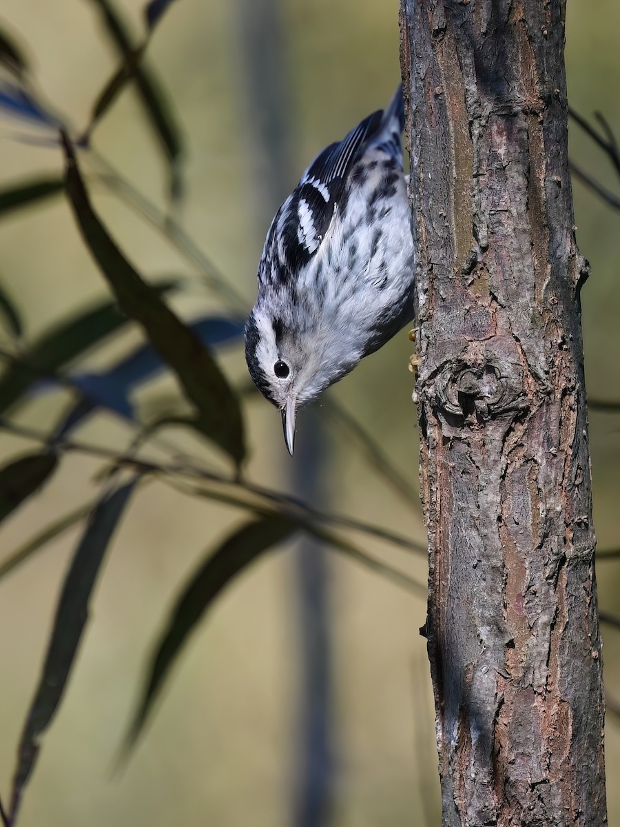 Black-and-white Warbler - ML624788766