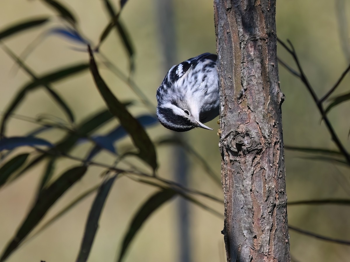 Black-and-white Warbler - ML624788767