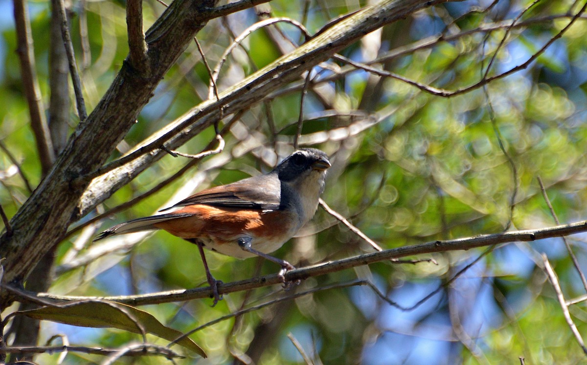 Gray-throated Warbling Finch - ML624788768