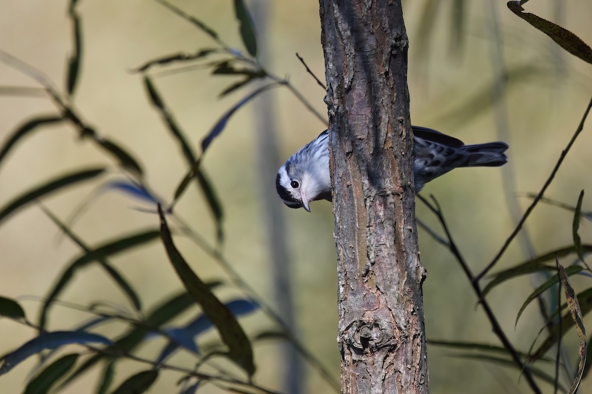 Black-and-white Warbler - ML624788769