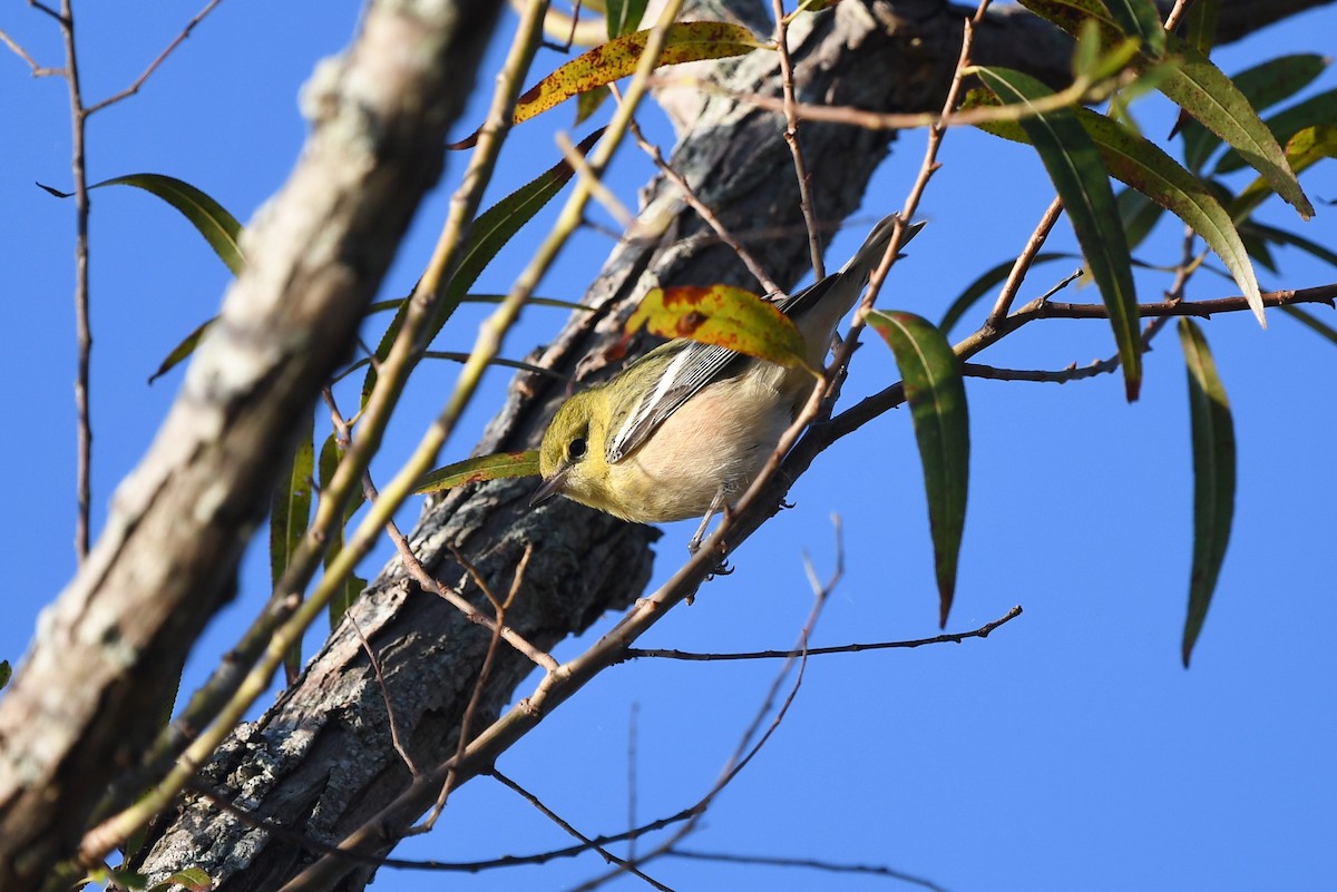 Bay-breasted Warbler - ML624788774