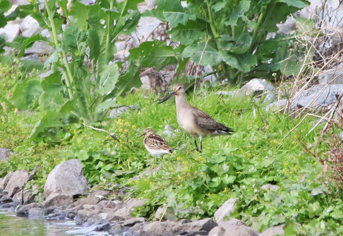 Bécasseau à poitrine cendrée - ML624788829