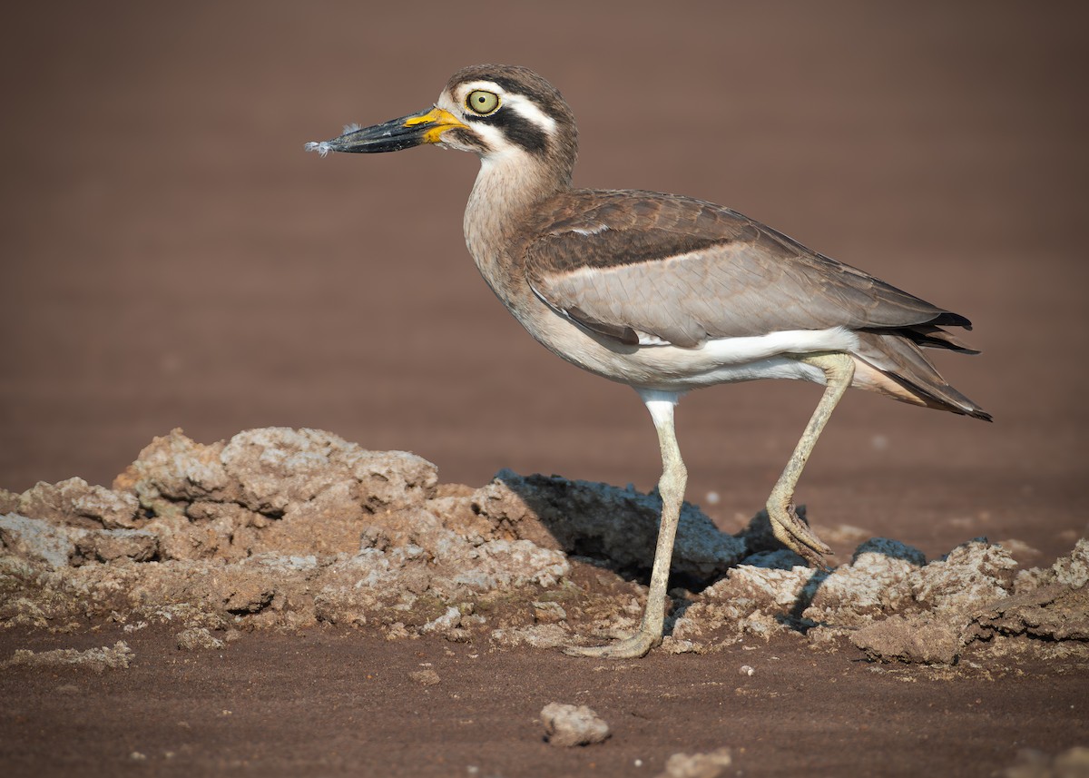 Great Thick-knee - ML624789191