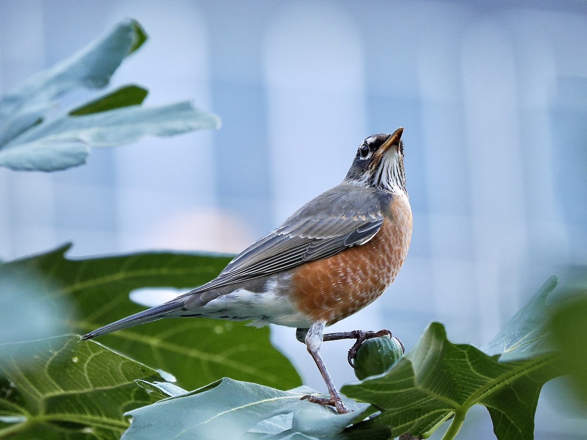 American Robin - ML624789217