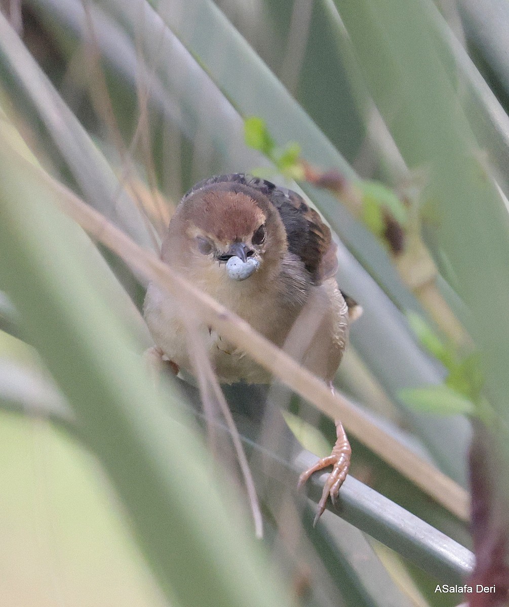 Carruthers's Cisticola - ML624789294