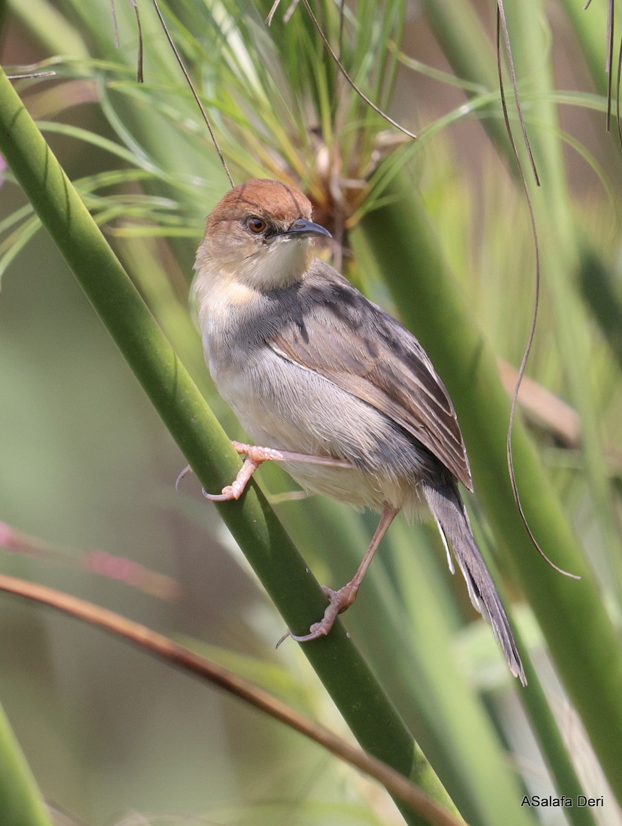 Carruthers's Cisticola - ML624789303