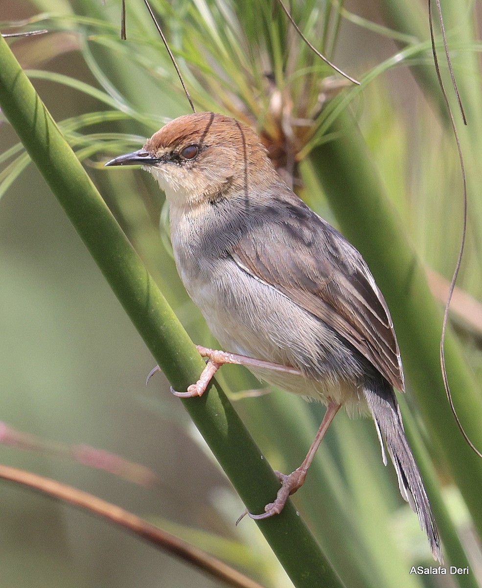 Carruthers's Cisticola - ML624789304