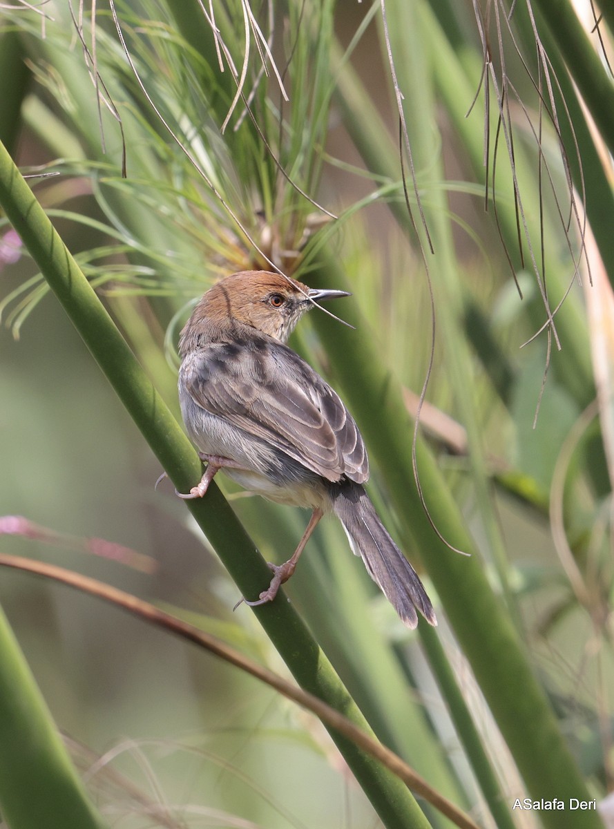 Carruthers's Cisticola - ML624789305