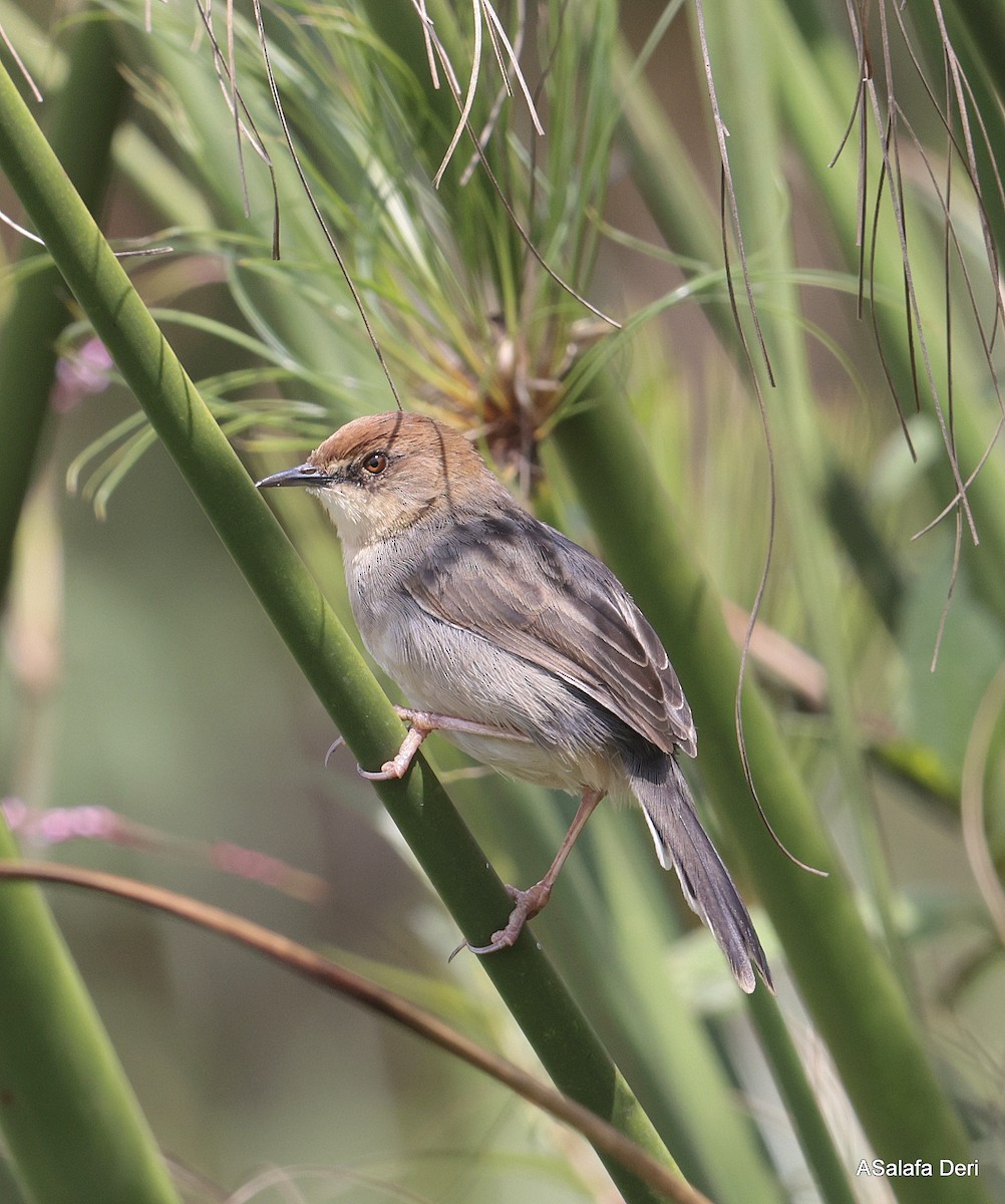 Carruthers's Cisticola - ML624789306