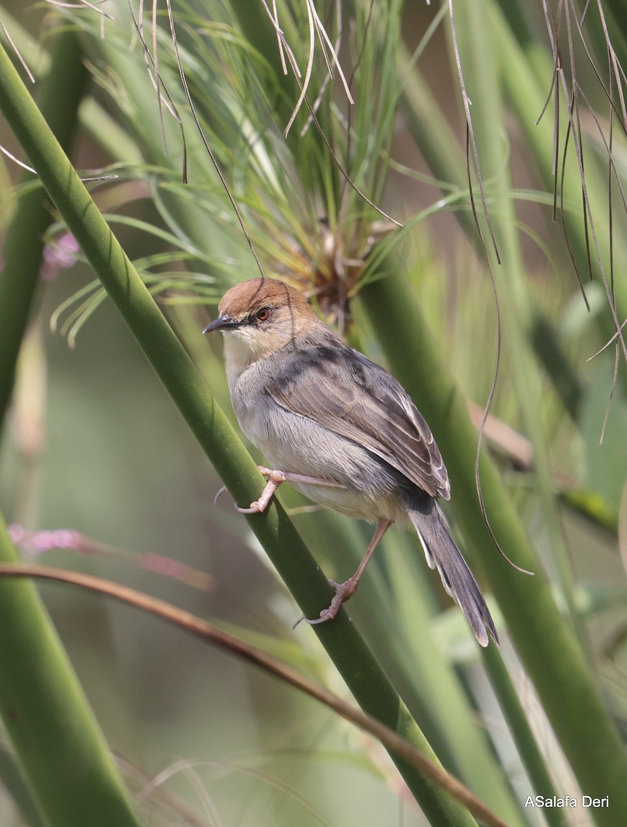 Carruthers's Cisticola - ML624789307