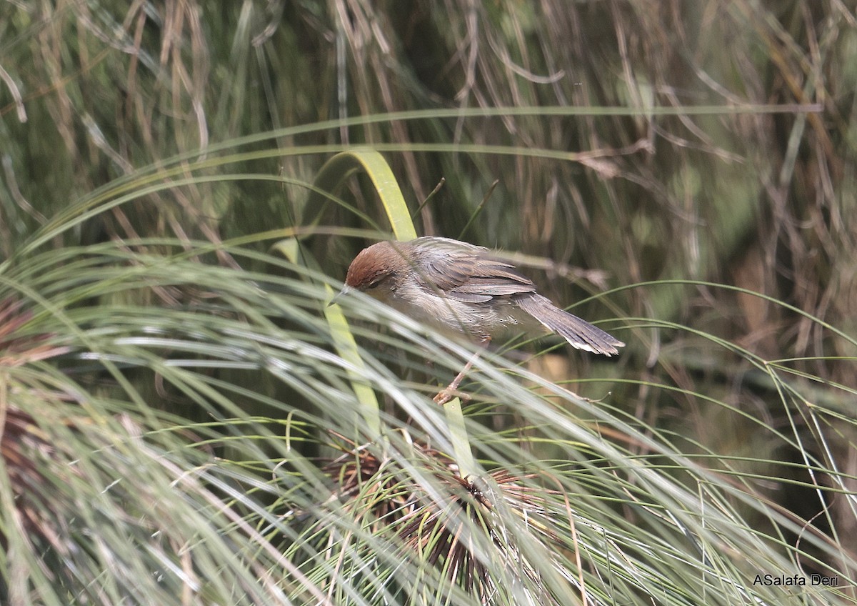 Carruthers's Cisticola - ML624789308