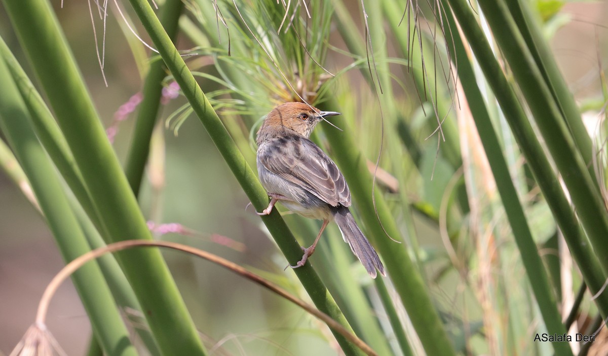 Carruthers's Cisticola - ML624789309