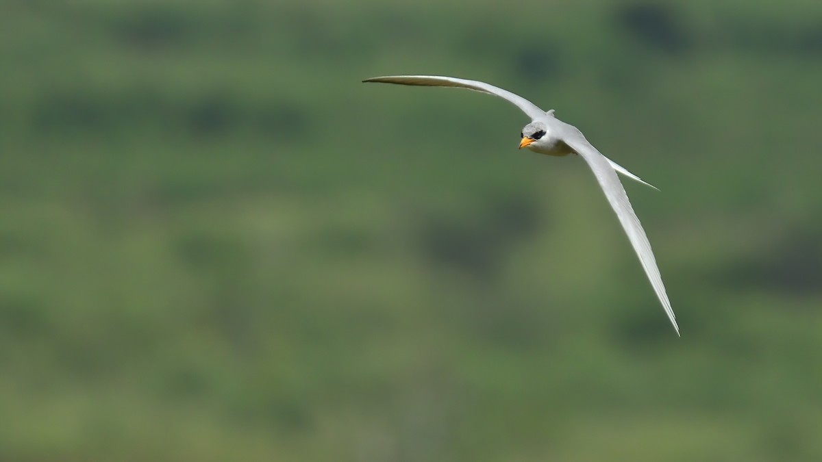 River Tern - ML624789427