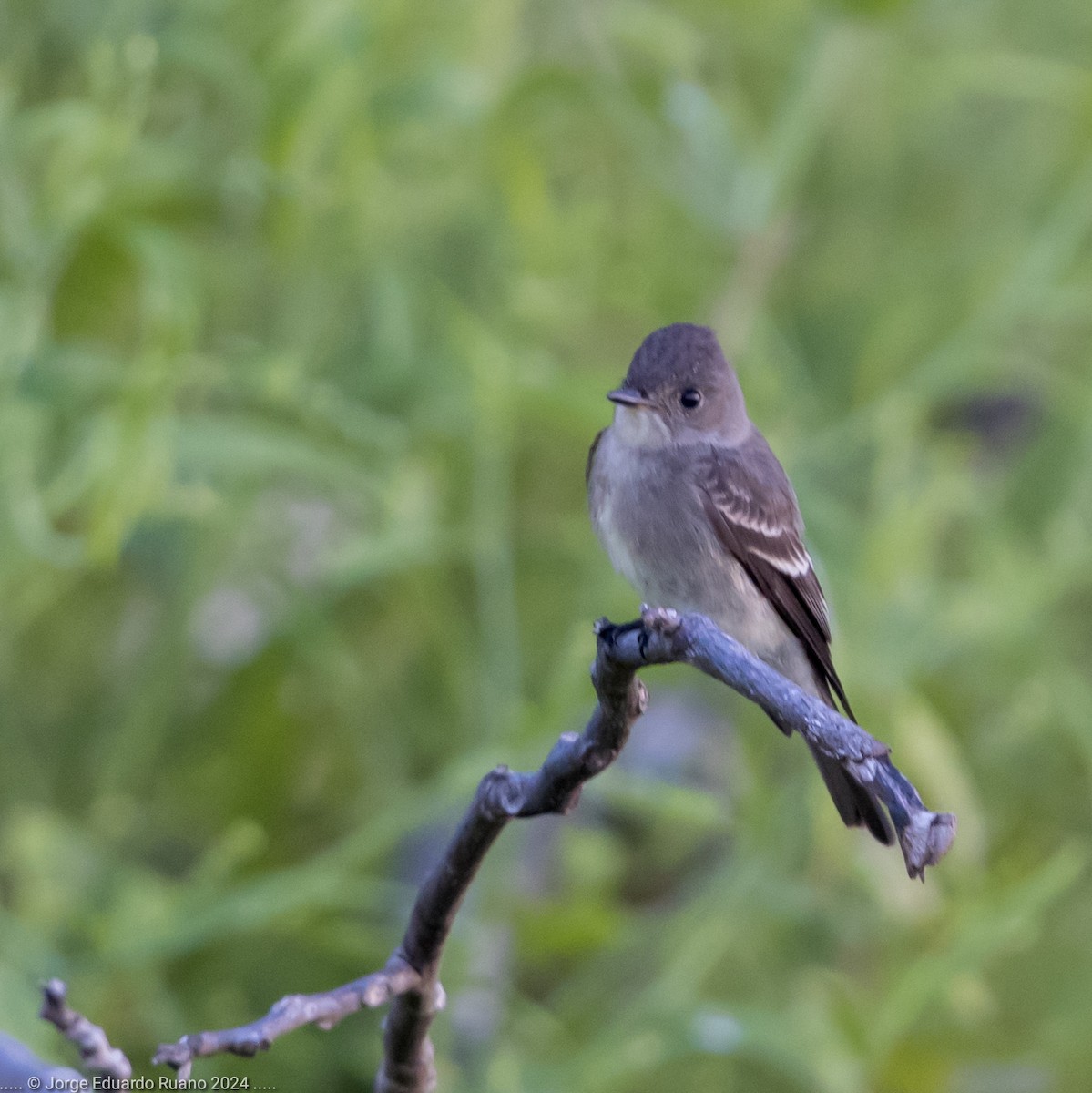 Western Wood-Pewee - ML624789445