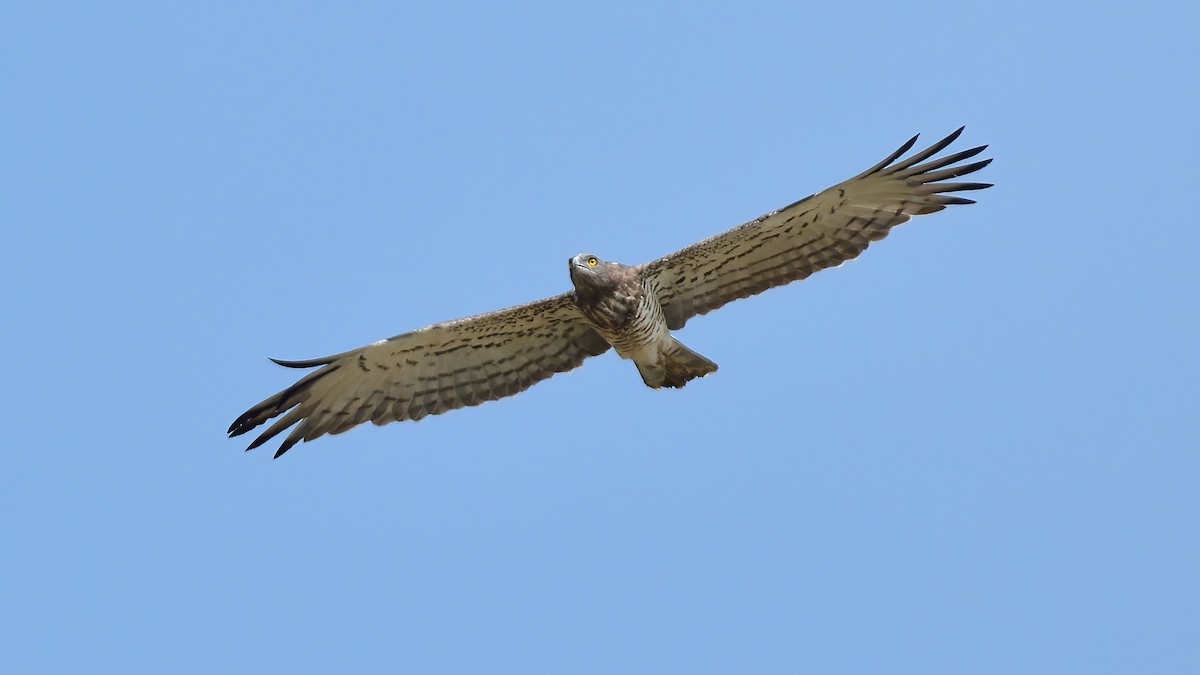 Short-toed Snake-Eagle - ML624789474