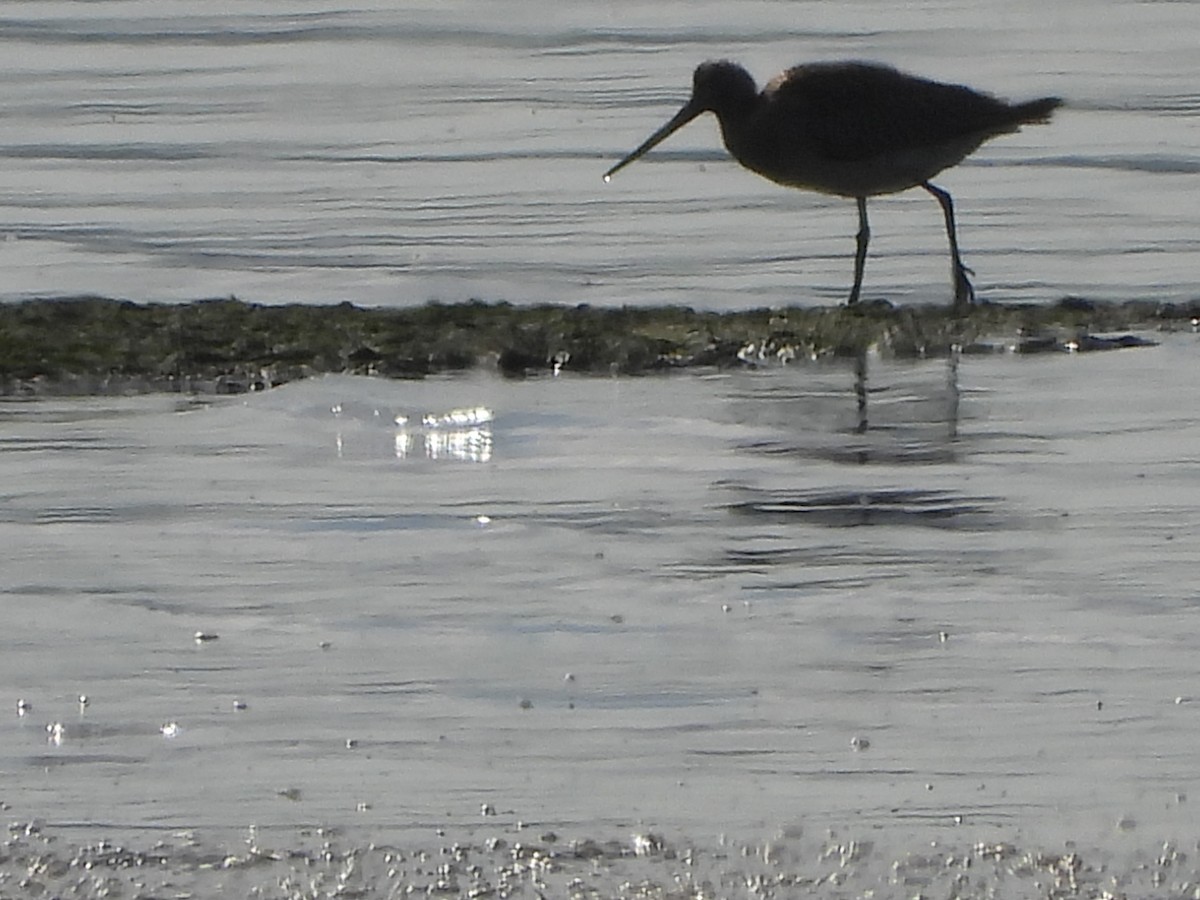 Marbled Godwit - ML624789916