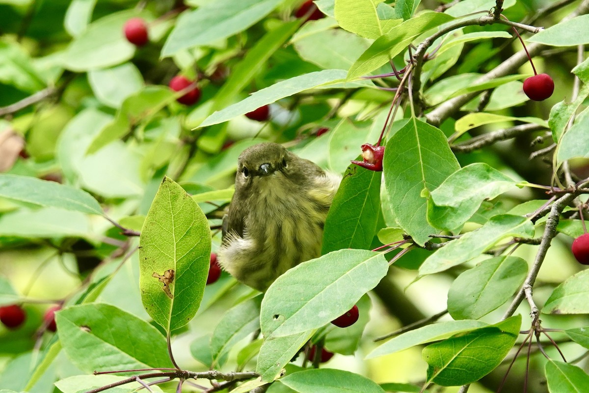 Cape May Warbler - ML624789924