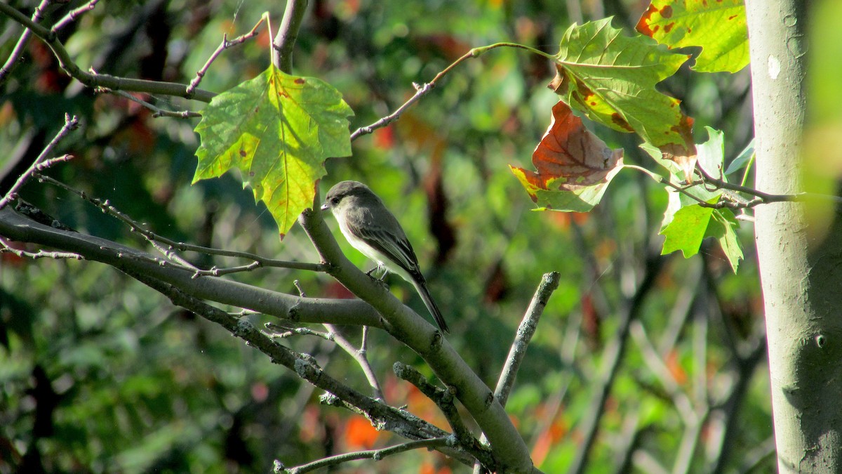 Eastern Phoebe - ML624789997