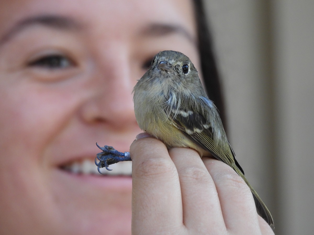 Hutton's Vireo - ML624790009