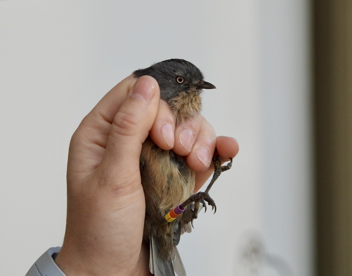 Wrentit - ML624790033