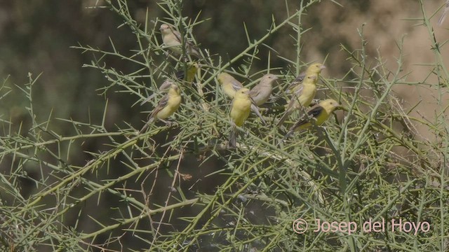Sudan Golden Sparrow - ML624790039