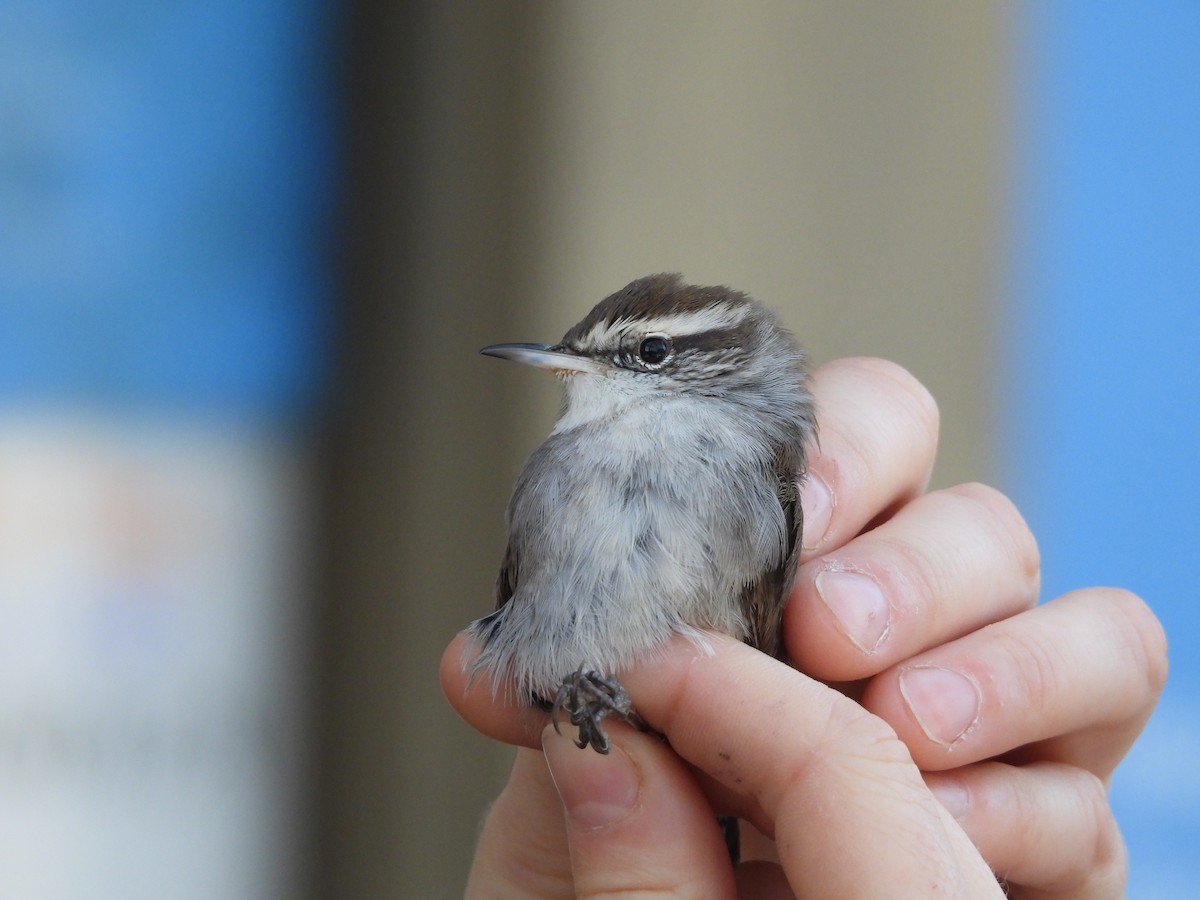 Bewick's Wren - ML624790053