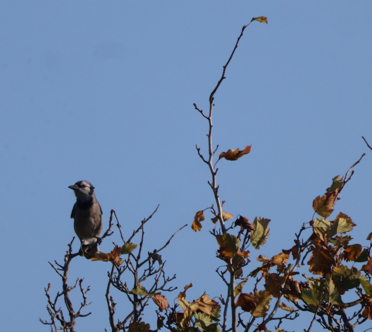 Blue Jay - ML624790084