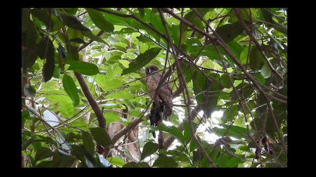 Rufous Owl - ML624790209