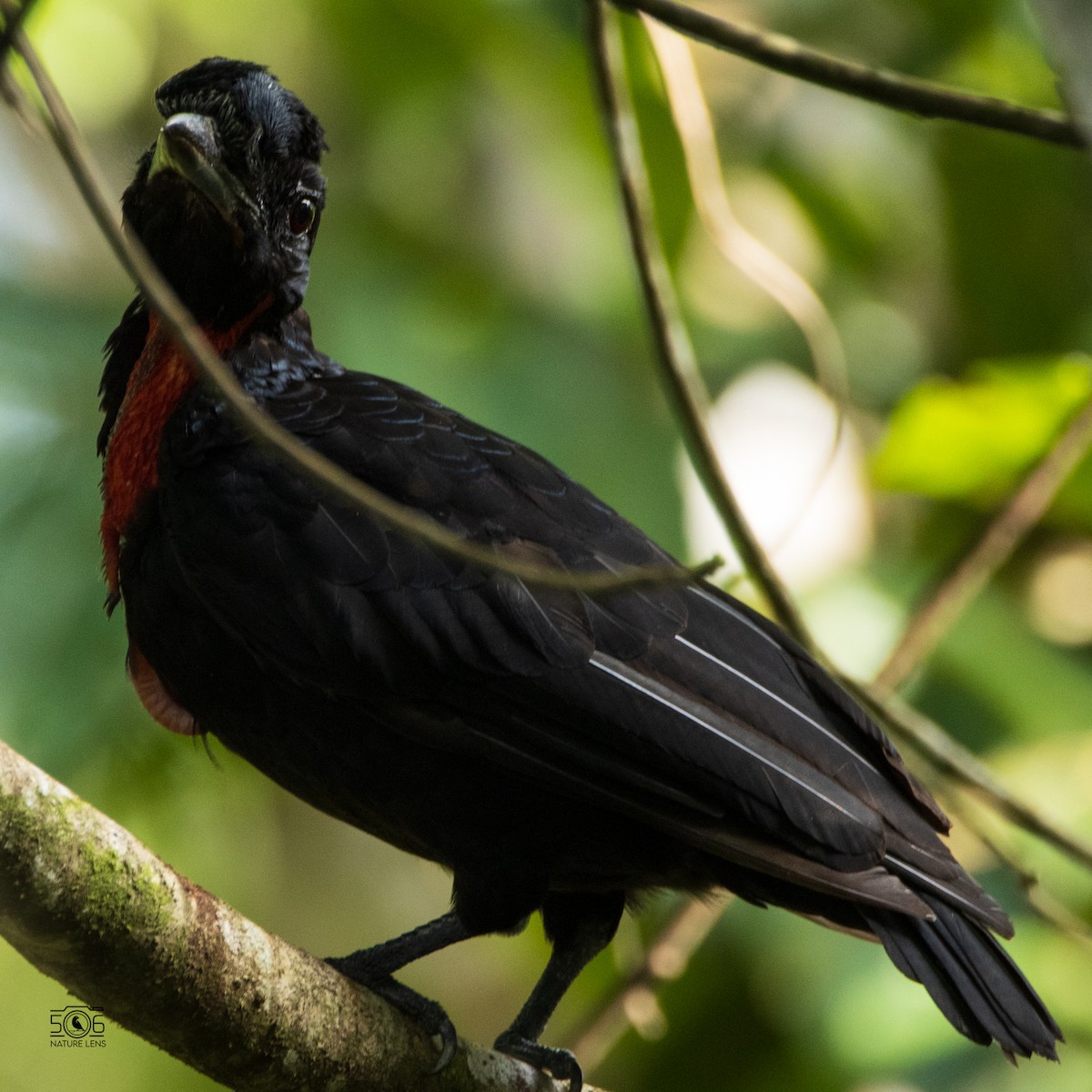 Bare-necked Umbrellabird - Juan Manuel Millán Granados