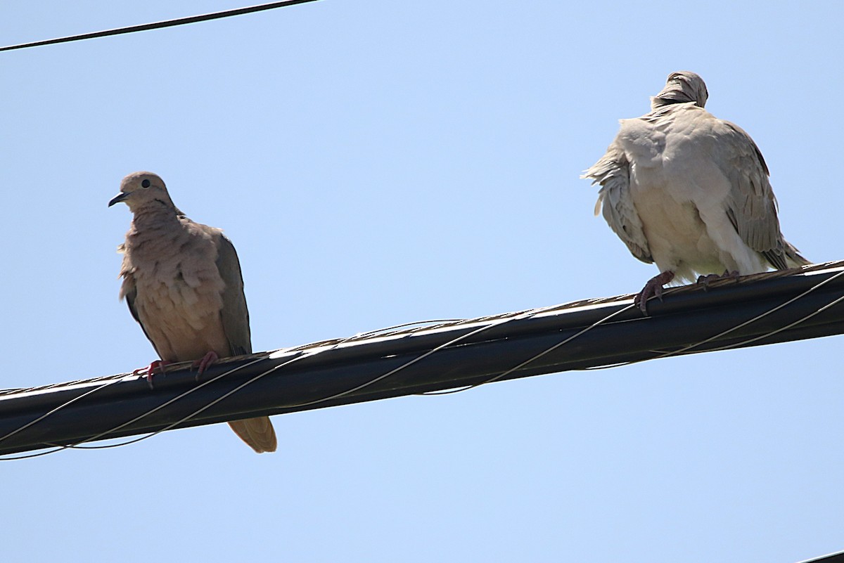 Eared Dove - ML624790558