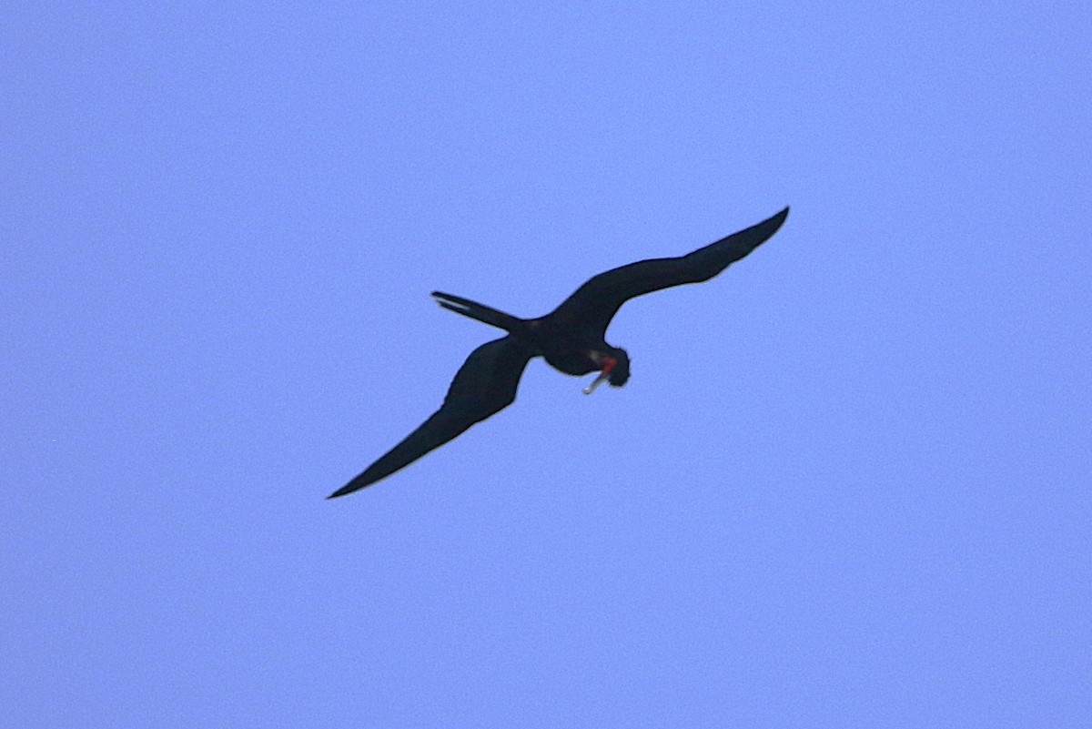 Magnificent Frigatebird - ML624790597